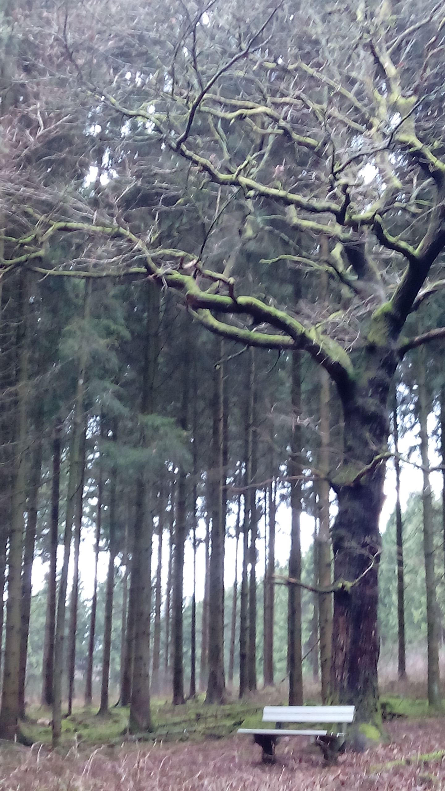 Bank unter Baum