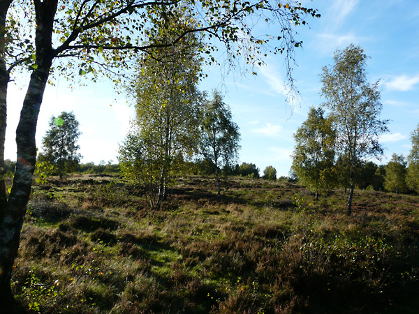 trupbacherheide 10 3