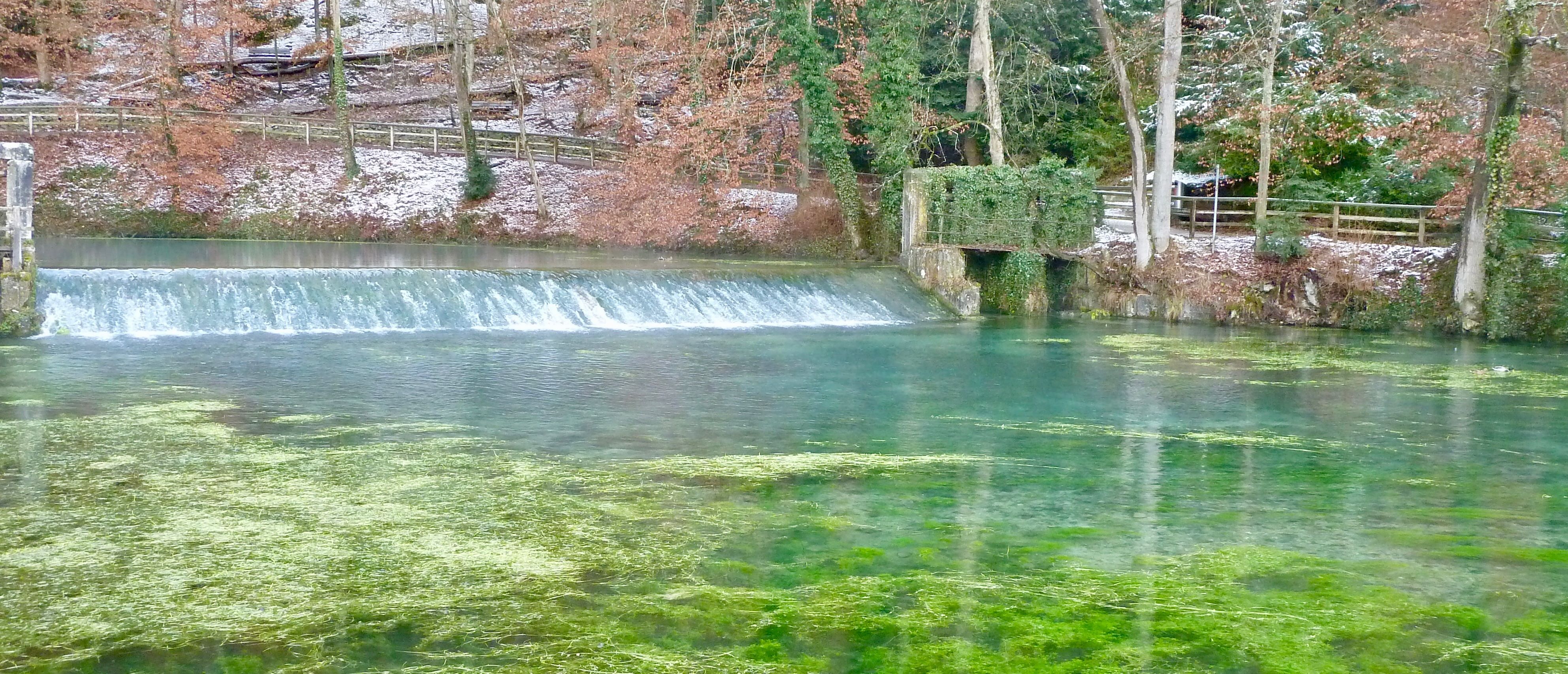 blautopflang